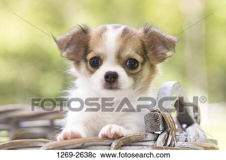 Chihuahua puppy in a wicker basket View Large Photo Image Stock Image - Chihuahua puppy in a wicker basket. Fotosearch