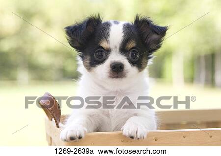 Chihuahua puppy in a wicker basket View Large Photo Image Stock Image - Chihuahua puppy in a wicker basket. Fotosearch