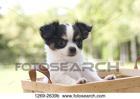 Chihuahua puppy in a wicker basket View Large Photo Image Stock Image - Chihuahua puppy in a wicker basket. Fotosearch