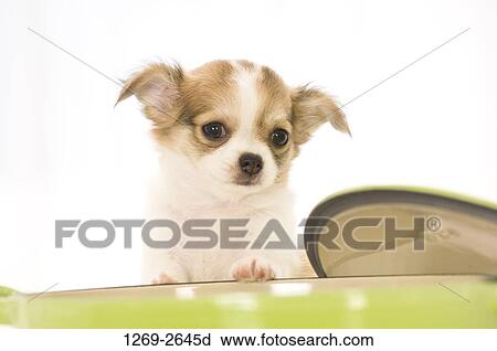 Chihuahua puppy leaning on a bowl View Large Photo Image Stock Image - Chihuahua puppy leaning on a bowl. Fotosearch