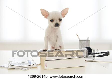 Chihuahua puppy leaning on books View Large Photo Image Stock Image - Chihuahua puppy leaning on books. Fotosearch