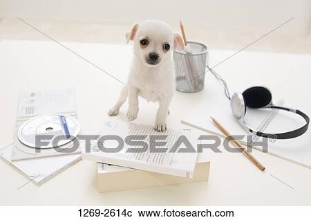 Chihuahua puppy leaning on books View Large Photo Image Stock Image - Chihuahua puppy leaning on books. Fotosearch