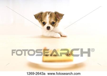 Chihuahua puppy looking at food in a plate View Large Photo Image Stock Image - Chihuahua puppy looking at food in a plate. Fotosearch