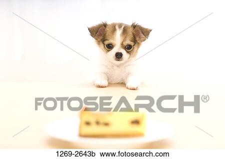 Chihuahua puppy looking at food in a plate View Large Photo Image Stock Image - Chihuahua puppy looking at food in a plate. Fotosearch