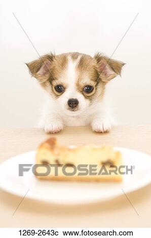 Chihuahua puppy looking at food in a plate View Large Photo Image Stock Image - Chihuahua puppy looking at food in a plate. Fotosearch