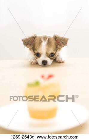 Stock Image - Chihuahua puppy looking at food in a plate. Fotosearch