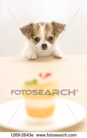Chihuahua puppy looking at food in a plate View Large Photo Image Stock Image - Chihuahua puppy looking at food in a plate. Fotosearch