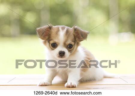 Chihuahua puppy on a table View Large Photo Image Stock Image - Chihuahua puppy on a table. Fotosearch