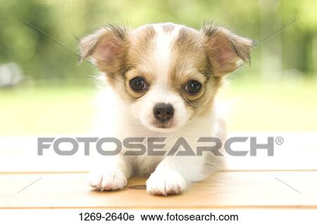 Chihuahua puppy on a table View Large Photo Image Stock Image - Chihuahua puppy on a table. Fotosearch