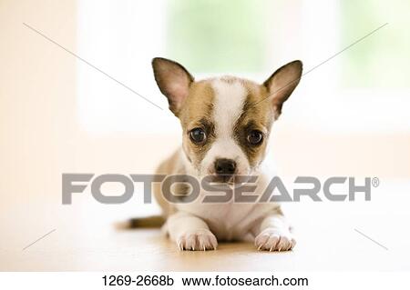 Chihuahua puppy on a table View Large Photo Image Stock Image - Chihuahua puppy on a table. Fotosearch