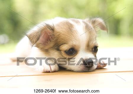 Chihuahua puppy resting on a table View Large Photo Image Stock Image - Chihuahua puppy resting on a table. Fotosearch