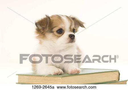 Chihuahua puppy sitting on a book View Large Photo Image Stock Image - Chihuahua puppy sitting on a book. Fotosearch