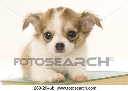 Chihuahua puppy sitting on a book View Large Photo Image Stock Image - Chihuahua puppy sitting on a book. Fotosearch