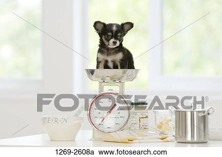Chihuahua puppy sitting on a weighing scale View Large Photo Image Stock Image - Chihuahua puppy sitting on a weighing scale. Fotosearch