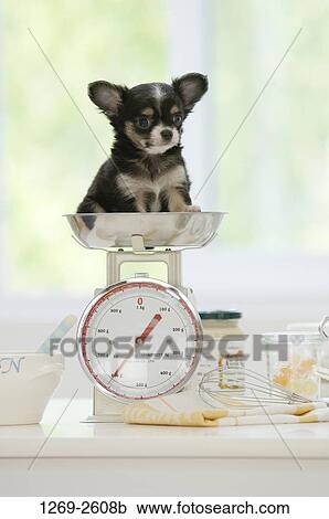 Chihuahua puppy sitting on a weighing scale View Large Photo Image Stock Image - Chihuahua puppy sitting on a weighing scale. Fotosearch