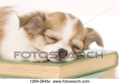 Chihuahua puppy sleeping on books View Large Photo Image Stock Image - Chihuahua puppy sleeping on books. Fotosearch