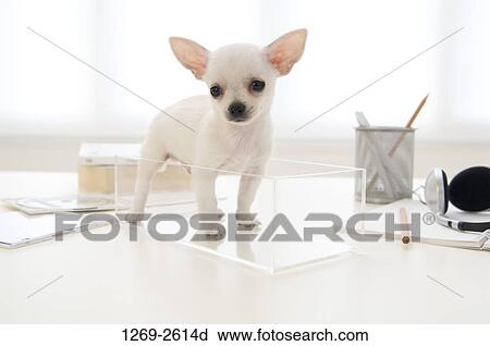 Stock Image - Chihuahua puppy standing in a box. Fotosearch