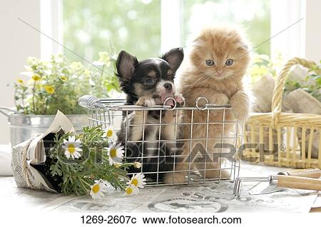 Chihuahua puppy with a kitten in a dish rack View Large Photo Image Stock Image - Chihuahua puppy with a kitten in a dish rack. Fotosearch