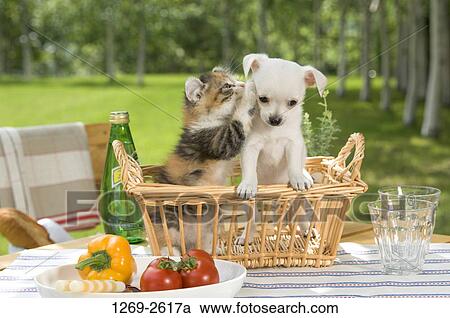 Chihuahua puppy with a kitten in a wicker basket View Large Photo Image Stock Image - Chihuahua puppy with a kitten in a wicker basket. Fotosearch