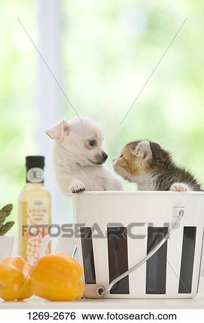 Chihuahua puppy with a kitten in a bucket View Large Photo Image Stock Photograph - Chihuahua puppy with a kitten in a bucket. Fotosearch