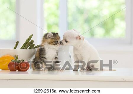 Chihuahua puppy with a kitten on a table View Large Photo Image Stock Image - Chihuahua puppy with a kitten on a table. Fotosearch