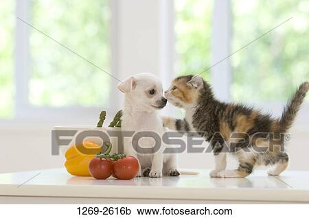 Chihuahua puppy with a kitten on a table View Large Photo Image Stock Image - Chihuahua puppy with a kitten on a table. Fotosearch