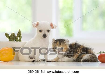 Stock Image - Chihuahua puppy with a kitten on a table. Fotosearch
