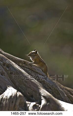Chipmunk sitting on a log, Rocky Mountain National Park, Colorado, USA View Large Photo Image Stock Photo - Chipmunk sitting on a log, Rocky Mountain National Park, Colorado, USA. Fotosearch