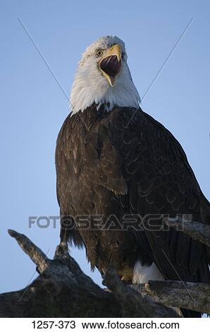 Stock Image - Close-up of a Bald eagle (Haliaeetus leucocephalus) perching on a tree, Homer, Alaska, USA. Fotosearch