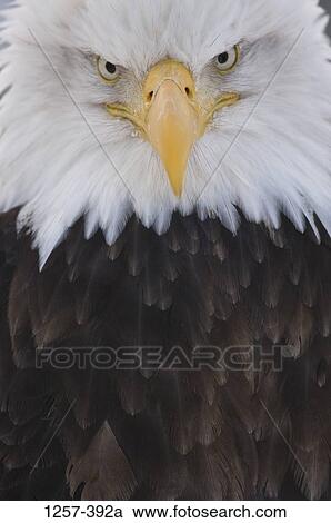 Stock Image - Close-up of a Bald eagle (Haliaeetus leucocephalus), Homer, Alaska, USA. Fotosearch