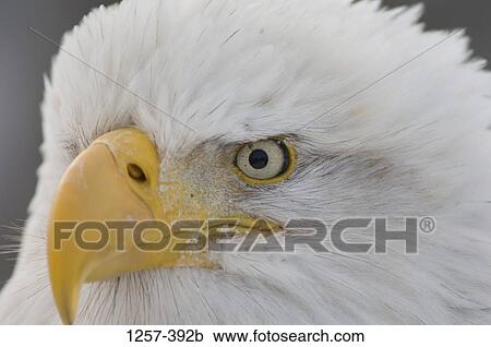 Close-up of a Bald eagle (Haliaeetus leucocephalus), Homer, Alaska, USA View Large Photo Image Stock Image - Close-up of a Bald eagle (Haliaeetus leucocephalus), Homer, Alaska, USA. Fotosearch