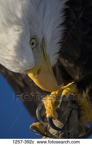 Stock Image - Close-up of a Bald eagle (Haliaeetus leucocephalus), Homer, Alaska, USA. Fotosearch