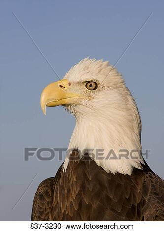 Close-up of a Bald eagle (Haliaeetus leucocephalus) View Large Photo Image Stock Image - Close-up of a Bald eagle (Haliaeetus leucocephalus). Fotosearch