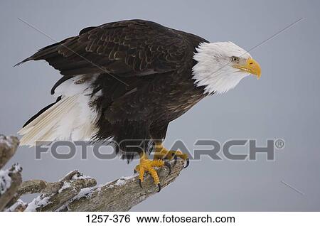 Close-up of a Bald eagle (Haliaeetus leucocephalus) perching on a tree, Homer, Alaska, USA View Large Photo Image Stock Photograph - Close-up of a Bald eagle (Haliaeetus leucocephalus) perching on a tree, Homer, Alaska, USA. Fotosearch
