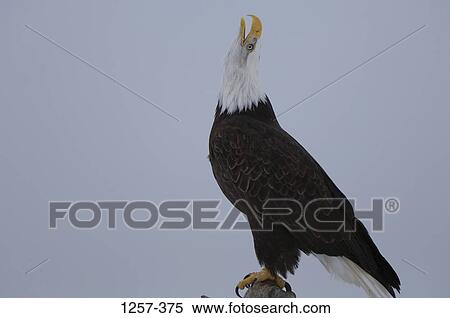 Close-up of a Bald eagle (Haliaeetus leucocephalus), Homer, Alaska, USA View Large Photo Image Stock Photography - Close-up of a Bald eagle (Haliaeetus leucocephalus), Homer, Alaska, USA. Fotosearch