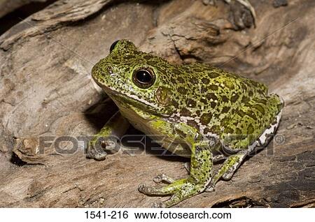 Stock Photograph - Close-up of a Barking Tree frog (Hyla gratiosa) on a fallen tree. Fotosearch