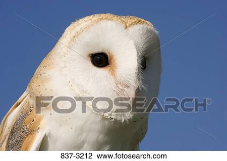 Close-up of a Barn owl (Tyto alba) View Large Photo Image Stock Image - Close-up of a Barn owl (Tyto alba). Fotosearch