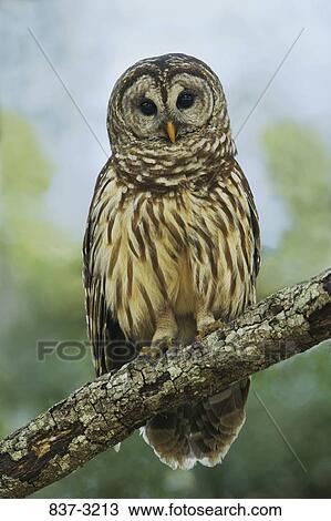 Close-up of a Barred owl (Strix varia) perching on a branch View Large Photo Image Stock Image - Close-up of a Barred owl (Strix varia) perching on a branch. Fotosearch