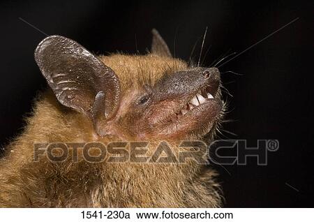 Close-up of a Big Brown Bat (Eptesicus fuscus) View Large Photo Image Stock Image - Close-up of a Big Brown Bat (Eptesicus fuscus). Fotosearch