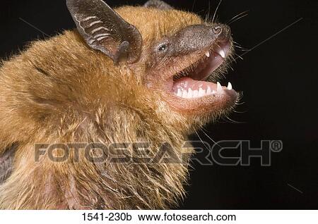 Close-up of a Big Brown Bat (Eptesicus fuscus) View Large Photo Image Stock Image - Close-up of a Big Brown Bat (Eptesicus fuscus). Fotosearch