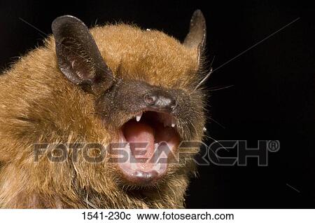 Close-up of a Big Brown Bat (Eptesicus fuscus) View Large Photo Image Stock Image - Close-up of a Big Brown Bat (Eptesicus fuscus). Fotosearch