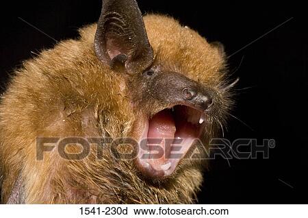 Stock Image - Close-up of a Big Brown Bat (Eptesicus fuscus). Fotosearch