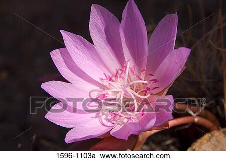 Close-up of a Bitterroot (Lewisia rediviva) flower, Rimrock Springs Wildlife Management Area, Crooked River National Grassland, Oregon, USA View Large Photo Image Stock Image - Close-up of a Bitterroot (Lewisia rediviva) flower, Rimrock Springs Wildlife Management Area, Crooked River National Grassland, Oregon, USA. Fotosearch