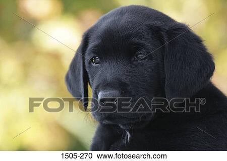 Close-up of a Black Labrador Retriever puppy View Large Photo Image Stock Image - Close-up of a Black Labrador Retriever puppy. Fotosearch