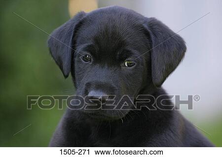 Close-up of a Black Labrador Retriever puppy View Large Photo Image Stock Image - Close-up of a Black Labrador Retriever puppy. Fotosearch