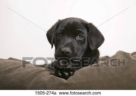 Close-up of a Black Labrador Retriever puppy View Large Photo Image Stock Image - Close-up of a Black Labrador Retriever puppy. Fotosearch