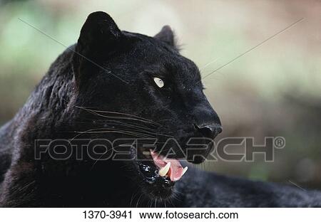Close-up of a Black Leopard View Large Photo Image Stock Image - Close-up of a Black Leopard. Fotosearch