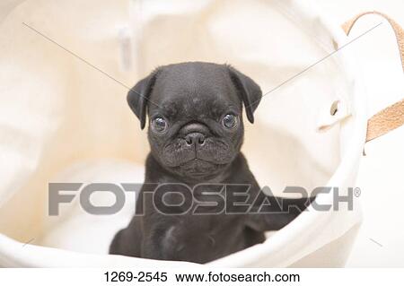Close-up of a black Pug puppy in a bag View Large Photo Image Stock Photography - Close-up of a black Pug puppy in a bag. Fotosearch