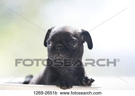 Close-up of a black pug puppy in a bucket View Large Photo Image Stock Image - Close-up of a black pug puppy in a bucket. Fotosearch