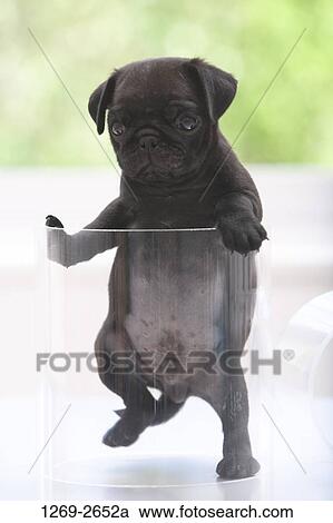 Close-up of a black pug puppy in a glass container View Large Photo Image Stock Image - Close-up of a black pug puppy in a glass container. Fotosearch